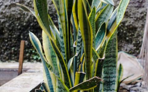 虎皮兰在冬季的养殖方法和注意事项-虎皮兰冬天的养殖方法视频