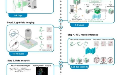 光场荧光显微镜用于生物动力学3D成像