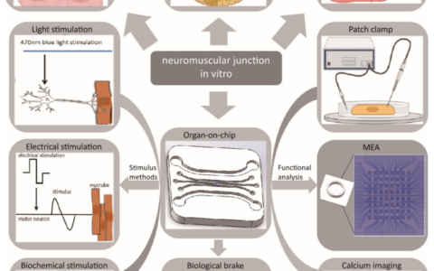 神经肌肉接头体外模型研究进展