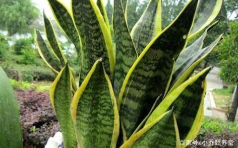 虎皮兰，号称甲醛的克星，它的养殖方法和注意事项是什么-虎皮兰对甲醛有效么