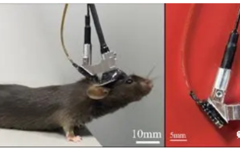 我国研发微型化三光子显微镜，首次实现小鼠“深脑成像”