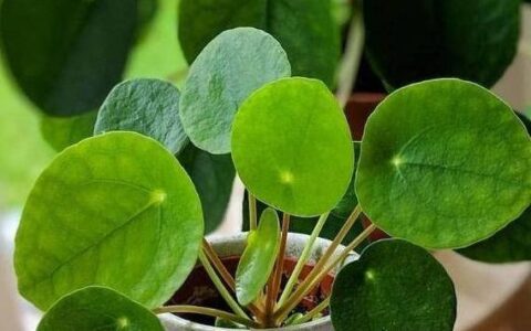 原创
镜面草的养殖方法和注意事项-镜面草的种植方法图片大全