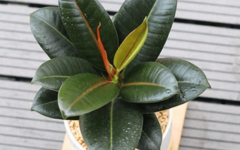 橡皮树的养殖方法和注意事项有哪些？-橡皮树的养殖方法和注意事项视频教程