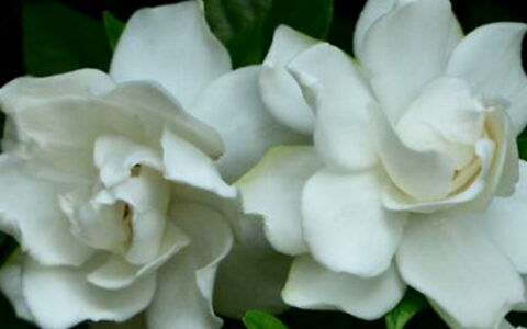 栀子花盆栽的养殖方法和注意事项？考拉园艺网带你了解栀子花-栀子花盆栽怎么养殖方法