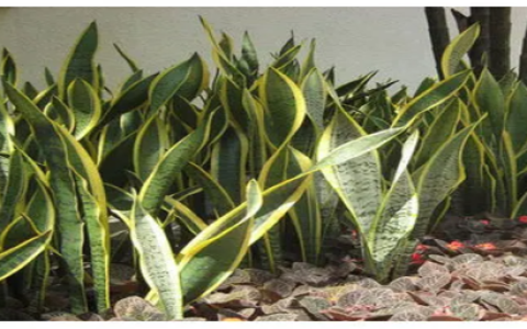 虎皮兰的养殖方法和注意事项，爱养花的你了解过吗？