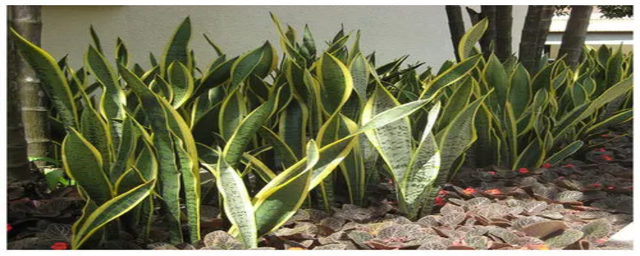 虎皮兰的养殖方法和注意事项，爱养花的你了解过吗？