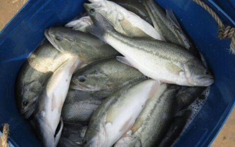 湖北滕达农业  鲈养殖的方法和注意事项