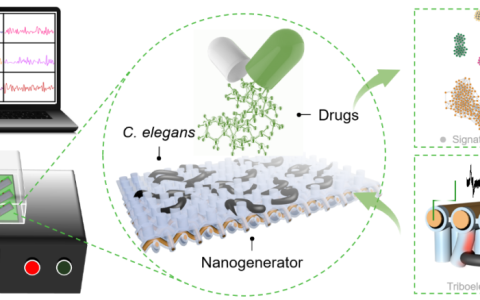 一种新型的分层结构生物混合摩擦纳米发电机HB-TENG系统