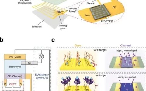 利用有机电化学晶体管放大微弱的生物化学信号