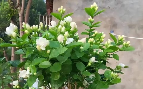 茉莉花的养殖方法和注意事项，浇水施肥注意方法，枝繁叶茂开花香-茉莉花如何养殖茉莉花换盆后多久能服盆