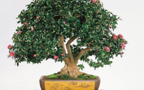 茶花的养殖方法以及注意事项有哪些-茶花花的养殖方法和注意事项 盆栽