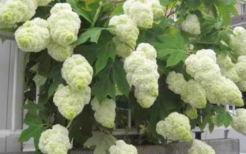 蓝妖：揭秘栎叶绣球和声的养殖方法，做好核心4点，爆花简单-栎叶绣球怎么养殖