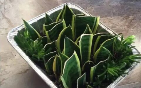 虎皮兰怕冻吗能过冬吗？-虎皮兰难以过冬的原因