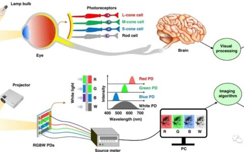 钙钛矿基彩色相机可高度模仿生物眼睛