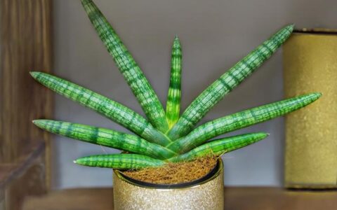 短叶虎尾兰的养殖方法和注意事项-四种人不宜养虎皮兰