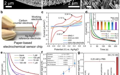 具有多维协同纳米敏感效应的电化学传感器探测神经细胞的胞吐作用