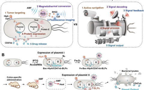 模块化设计的磁控工程细菌实现肿瘤精准免疫治疗