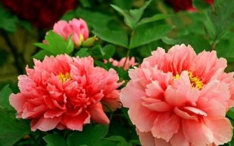 原创
生肖马：谁是你命中的贵人？