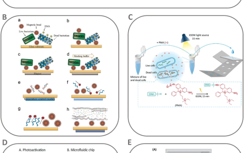 用于活病原体快速检测的微流控系统研究进展