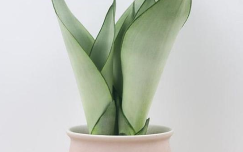 养白玉虎皮兰很简单，掌握这些养殖技巧，能让它长得很好-白玉虎皮兰有什么作用
