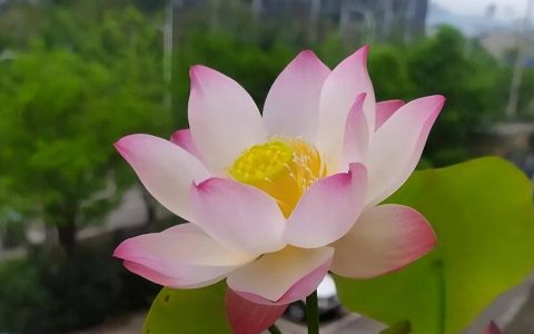 原创
碗莲的养殖方法和注意事项，掌握技巧，开花美如画-碗莲的养殖方法