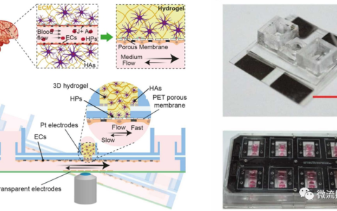 用于血脑屏障损伤的微流控3D体外血脑屏障模型研究