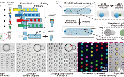 基于颜色编码液滴的数字环介导等温扩增技术介绍