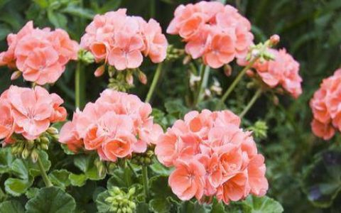 原创
天竺葵的养殖方法和注意事项有哪些？-如何养好天竺葵花