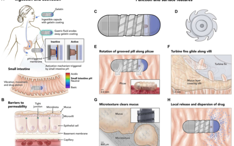 可口服的粘液清除型机器人胶囊可用于胃肠道中药物输送