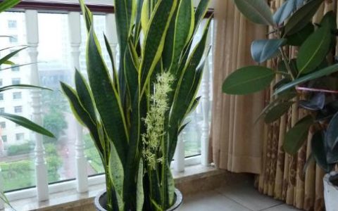 虎皮兰冬季的养殖方法和注意事项有哪些一盆3棵 带盆带土 虎皮兰 盆栽高矮 金边虎皮兰 大虎尾兰苗 佛前香棒叶虎皮兰苗 室内盆栽花卉 金边虎皮兰40-50cm 一盆3棵装带盆栽好发货京东好评率95%无理由退换一盆3棵 带盆带土 虎皮兰 盆栽高矮 金边虎皮兰 大虎尾兰苗 佛前香棒叶虎皮兰苗 室内盆栽花卉 金边虎皮兰40-50cm 一盆3棵装带盆栽好发货¥9.9-虎皮兰冬季养护方法