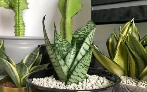 虎皮兰怎么养？种植方法和注意事项是什么？-虎皮兰养殖技巧