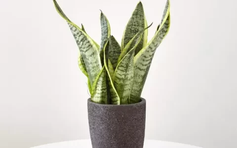 虎皮兰夏季养护技巧，做对了，叶片肥厚挤爆盆！-虎皮兰夏天怎样施肥