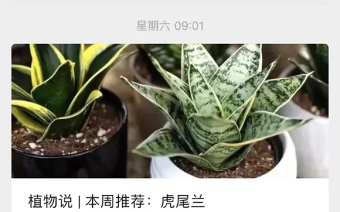 虎尾兰养殖的注意事项是什么？-虎尾兰养护方法