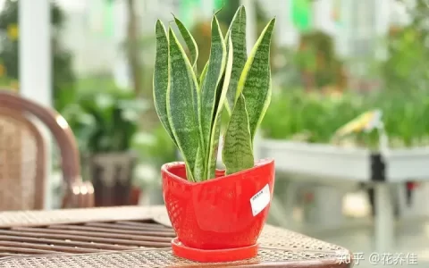 虎皮兰的养护方法及注意事项-虎皮兰的养殖方法和注意事项养殖日记