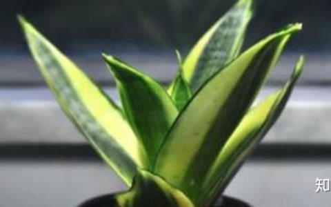 虎皮兰养殖方法和注意事项-虎皮兰的养殖方法和注意事项浇水