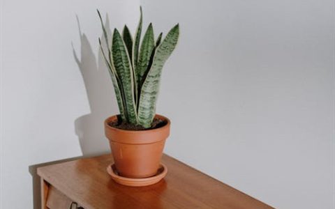 虎皮兰养护5大要点，一个月爆盆！-虎皮兰的养护管理方法视频