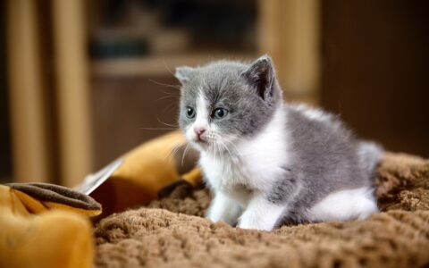 蓝猫多少钱一只，了解一下！