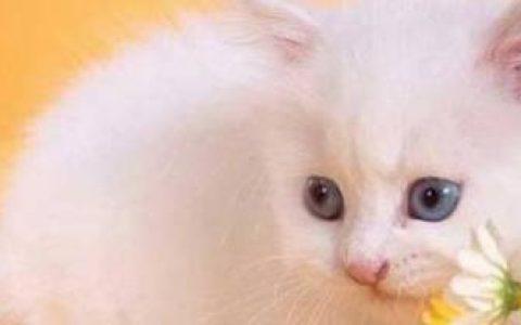 猫有哪些品种？它们都有哪些特点-原生品种猫