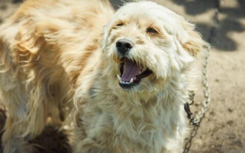 你知道狗狗临死前有什么征兆吗，有狗狗的是不是不敢想？