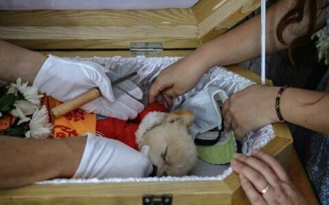 狗狗临死前的“征兆”！铲屎官不可疏漏¥5¥5【馋不腻狗粮】营养优质，健康全面淘宝月销量1000旗舰店【馋不腻狗粮】营养优质，健康全面¥138-狗狗临死前有什么特征