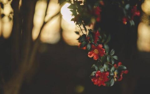 永远不会成为“绿茶”的星座女，坦率真诚，不会矫揉造作