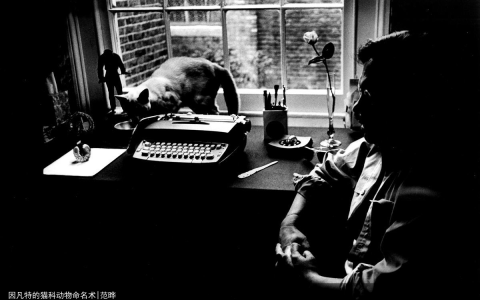 因凡特的猫科动物命名术|范晔