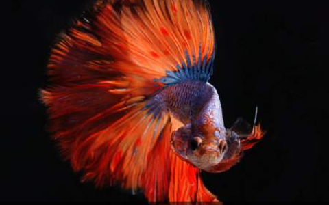 斗鱼（泰国斗鱼）的一些常见问题及饲养技巧(泰国斗鱼饲养注意事项)
