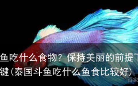 泰国斗鱼吃什么食物？保持美丽的前提下，喂食很关键(泰国斗鱼吃什么鱼食比较好)