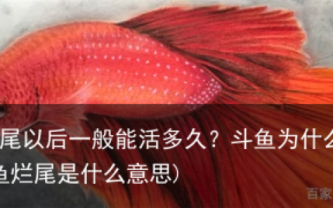 斗鱼烂尾以后一般能活多久？斗鱼为什么会烂尾(斗鱼烂尾是什么意思)