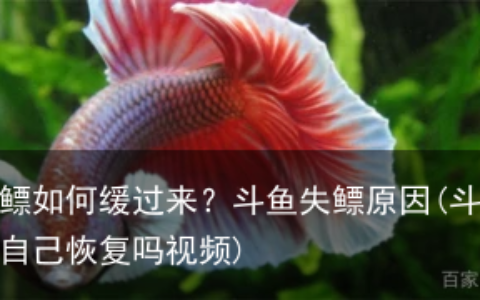 斗鱼失鳔如何缓过来？斗鱼失鳔原因(斗鱼失鳔可以自己恢复吗视频)