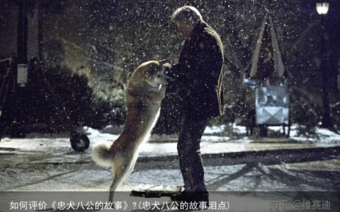 如何评价《忠犬八公的故事》?(忠犬八公的故事泪点)