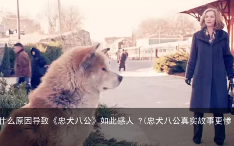 是什么原因导致《忠犬八公》如此感人 ?(忠犬八公真实故事更惨)