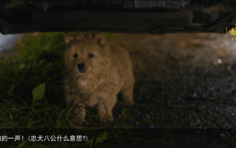 忠犬八公：留守狗的一声！(忠犬八公什么意思?)
