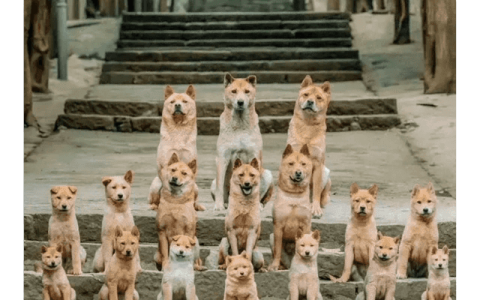 《忠犬八公》上映，山城重庆究竟要带给我们多少惊喜？(忠犬八公的故事为什么下架了)